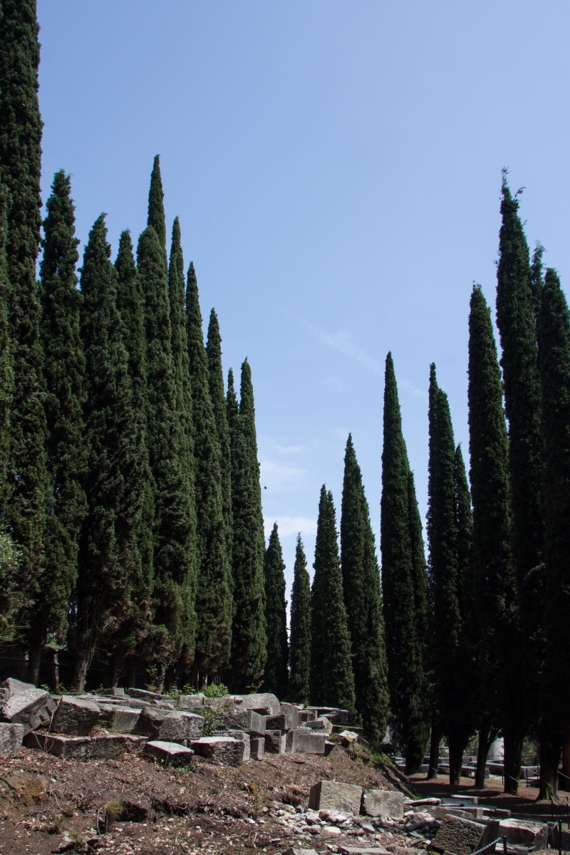 cupressus sempervirens, plant, mourning-cypress, periwinkle, 4K, green color, trees, italian cypress, outdoors, mediterranean cypress, growth, day, clear sky