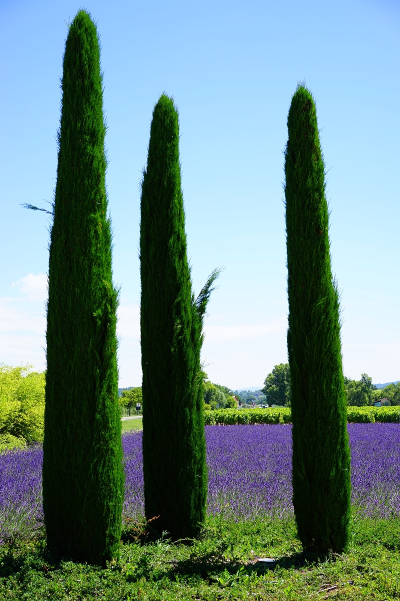 scenics - nature, hedge, clear sky, sky, cipirboum, cypressienholz, green, purple, plant, outdoors, trees, 5K, ornamental plant, no people, nature, provence