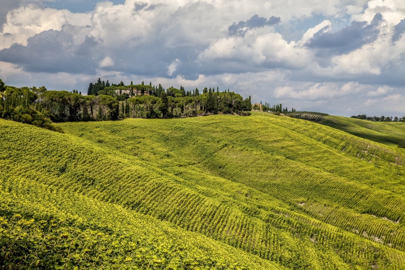 scenics, piedmont, vine, idyllic, chianti Region, tuscany, non-Urban Scene, winery, vineyard, beauty In Nature, agriculture, plant, nature, green, hill