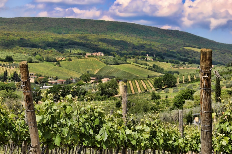 Italy, scenics, cloud - sky, plant, sky, vine, no People, environment, chianti Region, Tuscany, farm, tranquility, summer, agriculture, plantation, wine