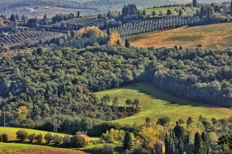 scenics - nature, forest, farm, agriculture, history, no people, environment, plant, building, field, tuscany, green Color, architecture, vine, the past