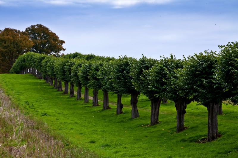 row, land, landscape, 4K, scenics, sky, day, tranquil scene, hill, vineyard, meadow, scenics - nature, in A Row, cloud - sky, plant, non-Urban Scene, summer