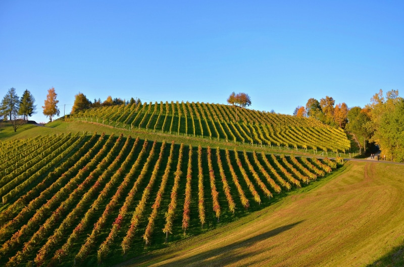 vine, tranquil scene, no People, nature, autumn, scenics, beauty In Nature, Vineyard, growth, green Color, color Image, field, tuscany, grape, landscape