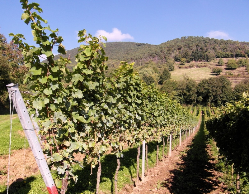 grape, plantation, winery, vineyard, green Color, nature, landscape, chianti Region, growth, beauty in nature, vine, plant, 2K, New Wine, color Image