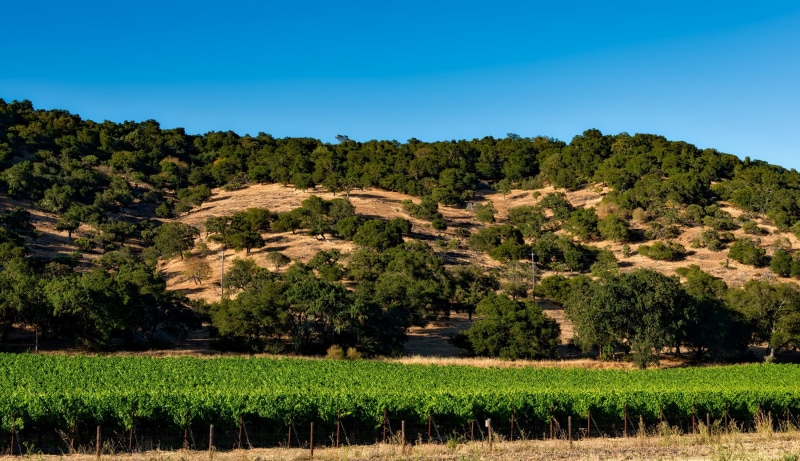 no people, clear sky, grapes, rural, coniferous tree, scenic, agriculture, mountains, vine, scenics, plants, tuscany, winemaking, environment, winery, country
