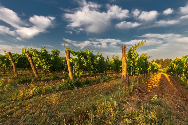 grape, sky, agriculture, landscape, tree, landscaped, chianti Region, growth, tranquility, morning, winemaking, idyllic, clouds, no people, vine, plant