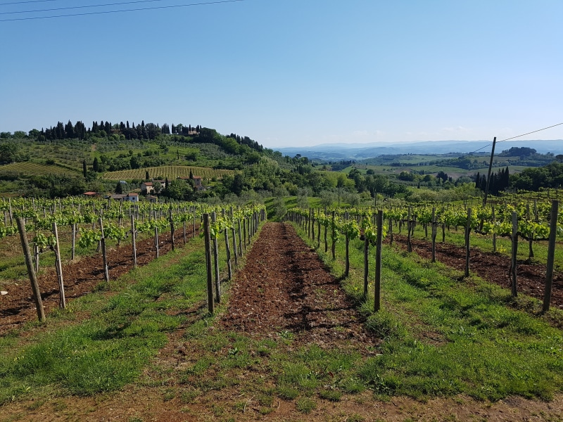 winery, mediterranean, 4K, outdoors, agriculture, tuscany, hill, vine, farm, idyll, summer, green color, winegrowing, wine region, rural Scene, vines