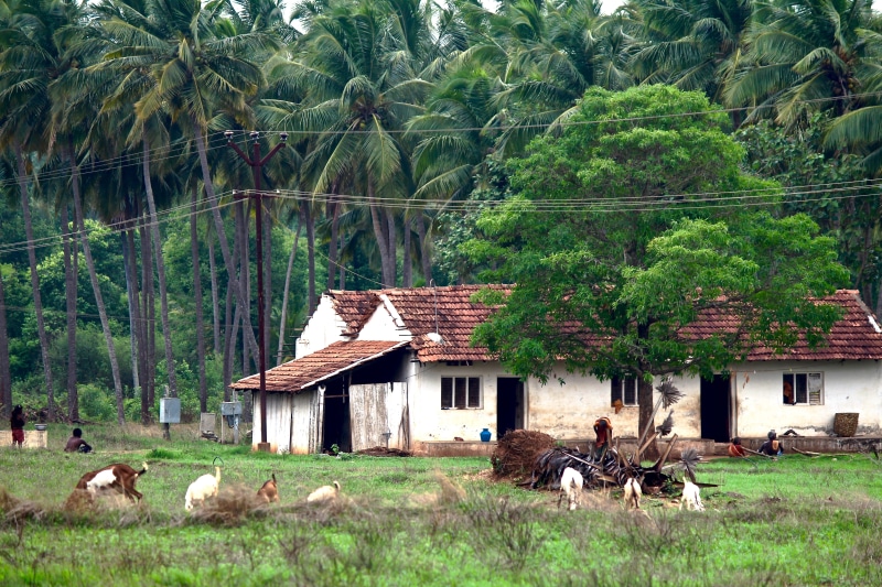 architecture, green color, land, built structure, animal themes, mammal, india, domestic animals, 5K, village lifestyle, growth, village, animal, building exterior