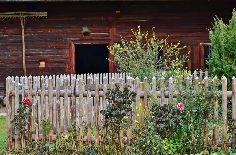 rustic, gardening, cottage garden, still life, flowers, flower, entwine, flora, built structure, home, day, farm, boundary, romance, agriculture, window
