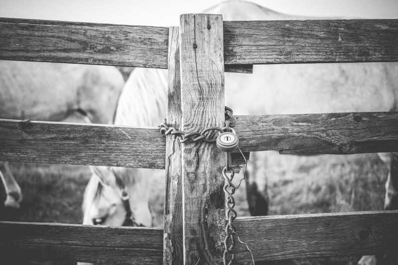 lock, nature, wooden, security, black, close, pattern, horses, wood, focus on foreground, Black And White, 4K, corral, Locked, full frame, sad, close-up