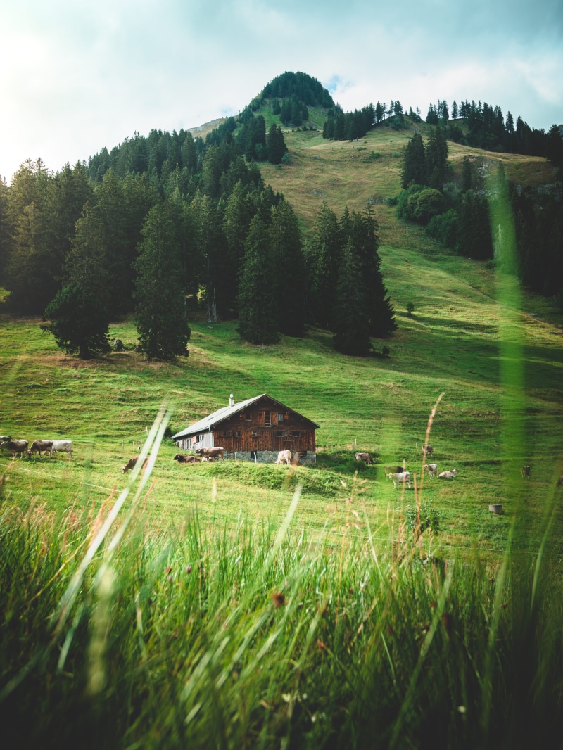 scenics, green Color, cultures, farm life, cloud, cow, landscaped, wood - Material, outdoor, faded, old, rural Scene, europe, farm, hut, field, idyllic