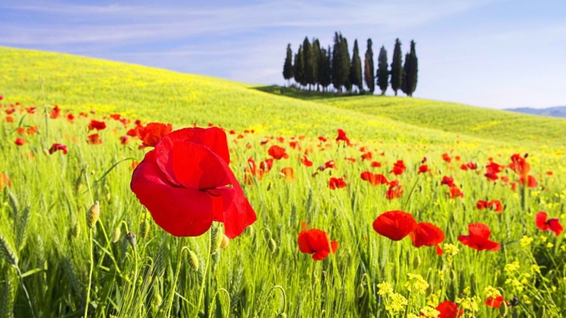 poppies, 1080P, cipressi, flowers, poppy, italy, val, tuscany, d 039 orcia