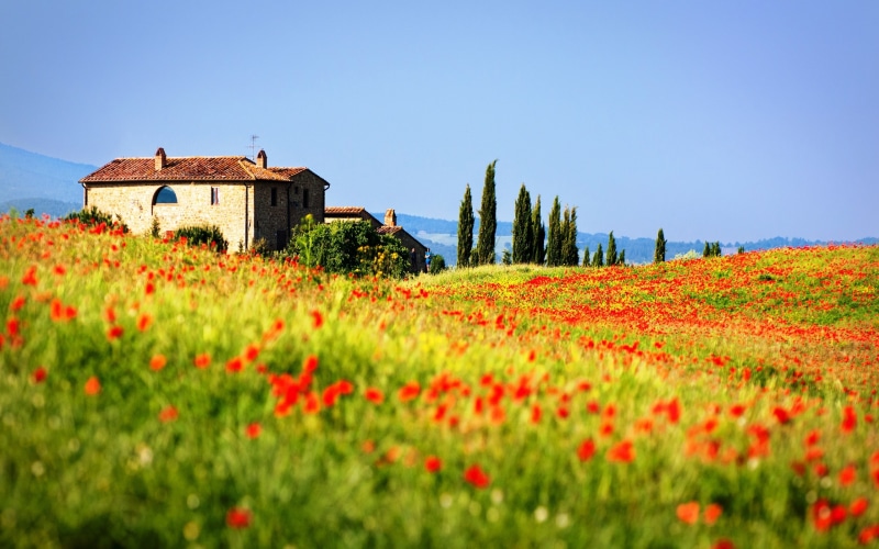 tuscany, italy, 2K, town, hill, pienza, field, poppies