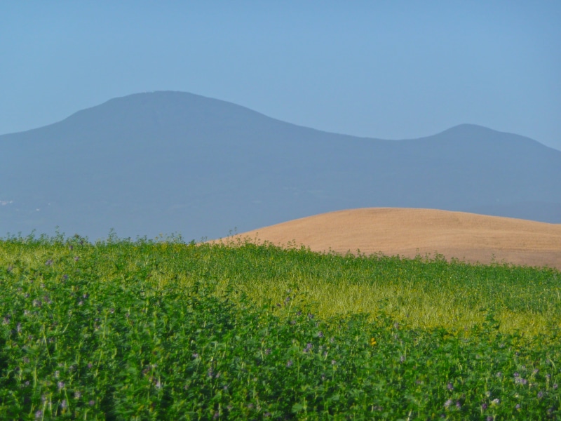 rural scene, plantation, land, green color, italy, plant, beauty in nature, landscape, sky, agriculture, mountain peak, pienza, outdoors, field, mountain