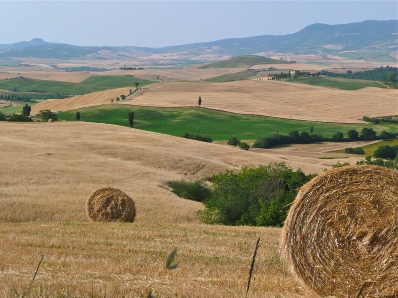 2K, outdoors, farm, field, rolling landscape, idyllic, scenics - nature, plant, harvesting, day, no people, environment, rural scene, land, agriculture