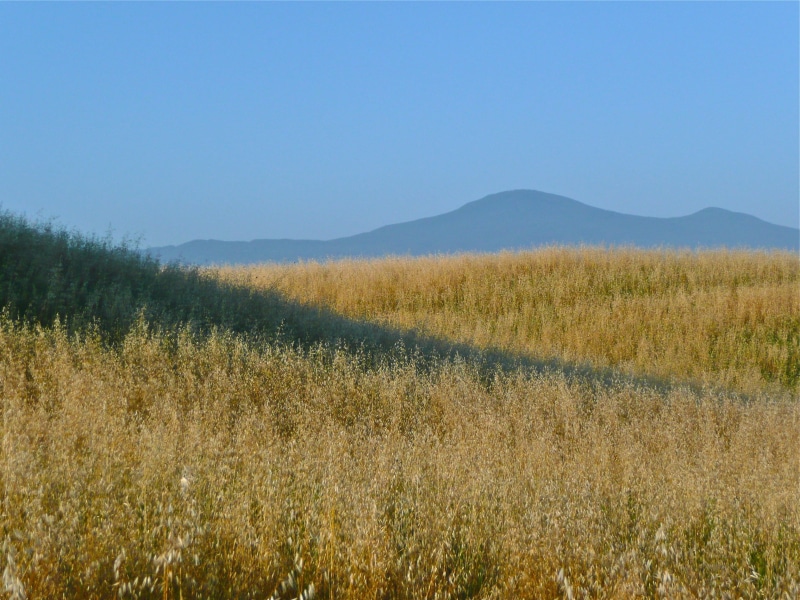 land, clear sky, italy, sky, landscape, plant, environment, beauty in nature, non-urban scene, outdoors, grass, scenics - nature, no people, growth, mountain