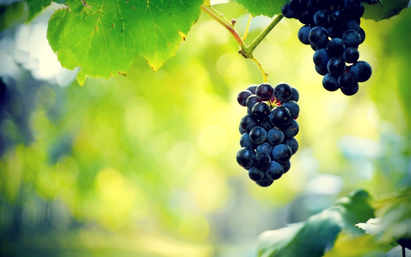 vines, photography, macro, leaves, vine leaves, 2K, plants, grapes, nature