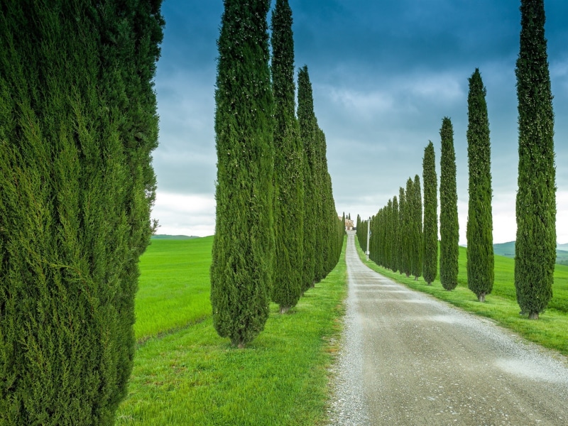 Road, Tuscany, 1080P, Italy, Grass, Cypress