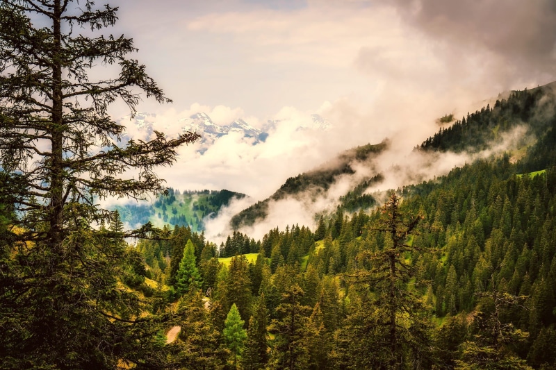 pine tree, tree, environment, pine woodland, rural scene, Forest, snow, agriculture, non-urban scene, idyllic, scenics, woods, Mountains, mountain, hdr