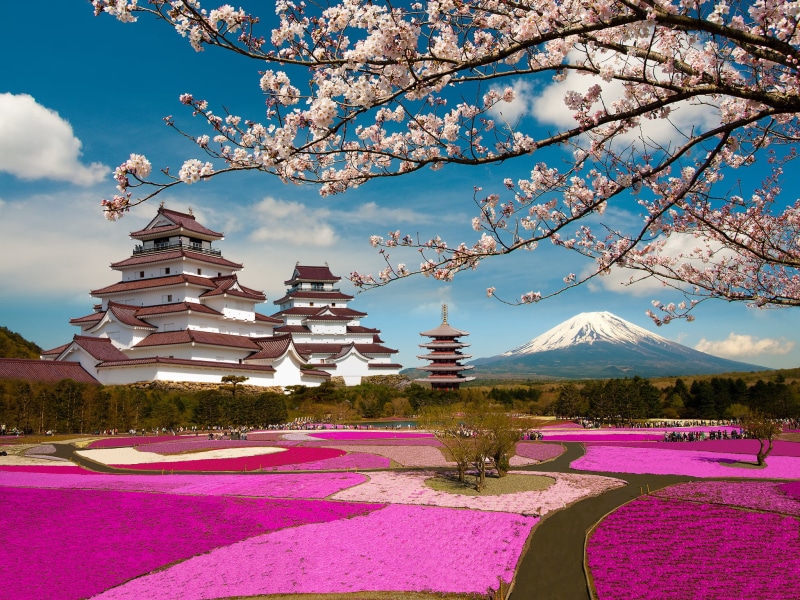 the volcano, pink color, white, flower, Tsuruga Castle, park - Man Made Space, belief, Fukushima, snow, religion, Fuji, Japan, architecture, no people