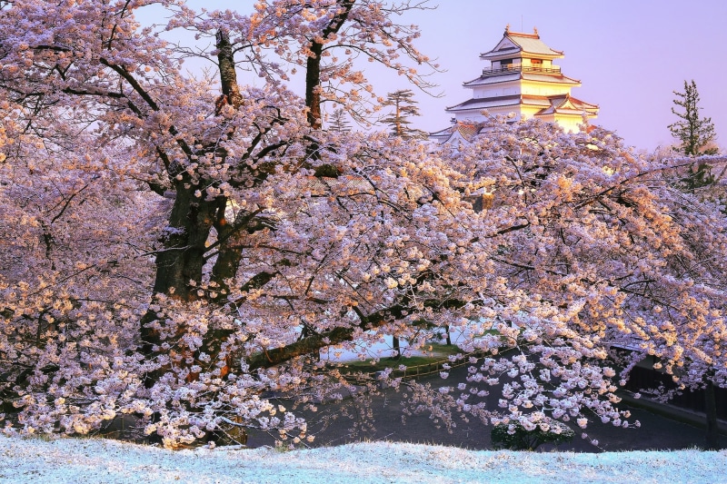Aizuwakamatsu Castle, 1080P, Japan, castle, The Castle Of Wakamatsu, Sakura, branches, flowering, Park, Tsuruga Castle, Wakamatsu, Aizuwakamatsu, Fukushima
