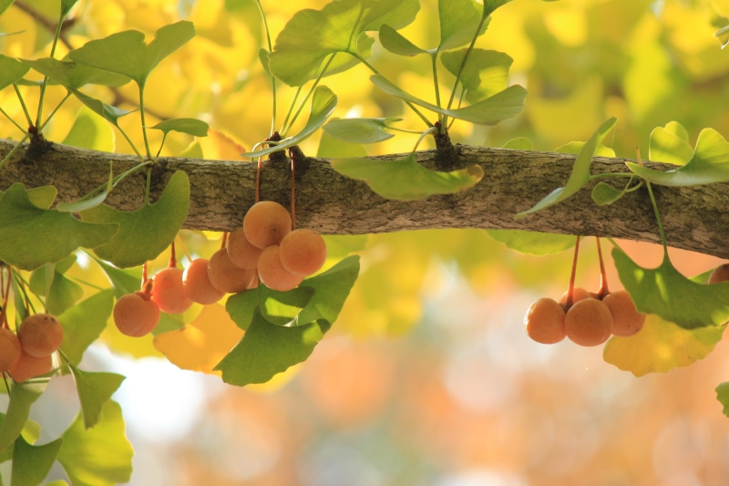 fukushima, human hand, ginkgo biloba, tree, day, growth, close-up, focus, plant part, sunlight, yellow, shallow, photography, hand, leaf, healthy eating