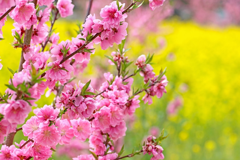 branch, tree, rape blossoms, nature, cherry blossom viewing mountains, flowers, growth, pink color, plant, inflorescence, yellow, no people, vulnerability