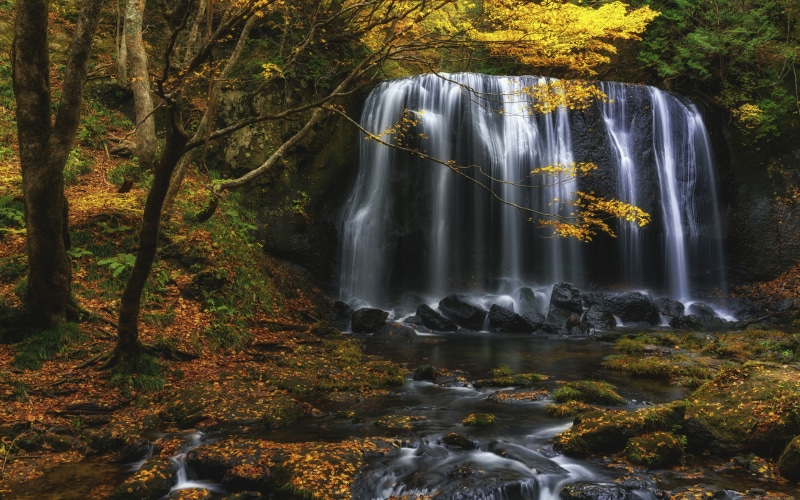 4K, tree, flowing, rock, solid, hd, tablet, tatsuzawa, no people, growth, waterfall, forest, rainforest, beauty in nature, fudo, falls, japan