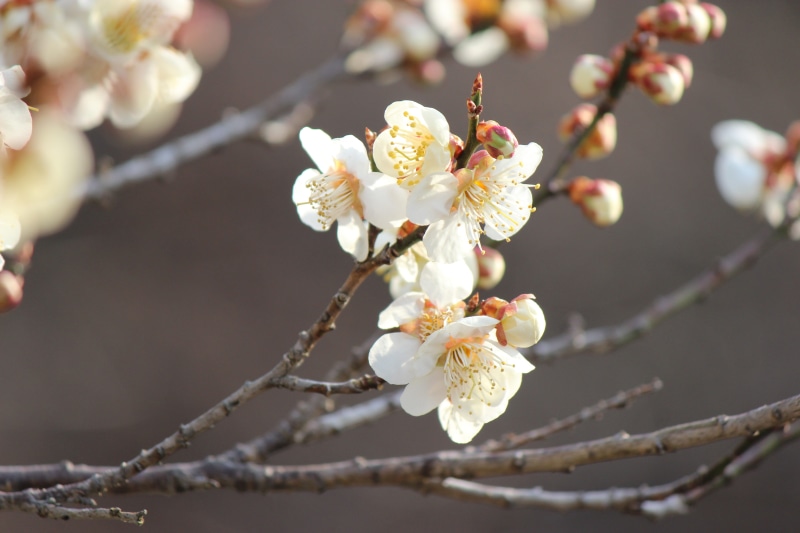 twig, plum, tree, 5K, plant, photography, nature, blossom, white color, cherry tree, vulnerability, plum blossom, close, flower head, flower, springtime