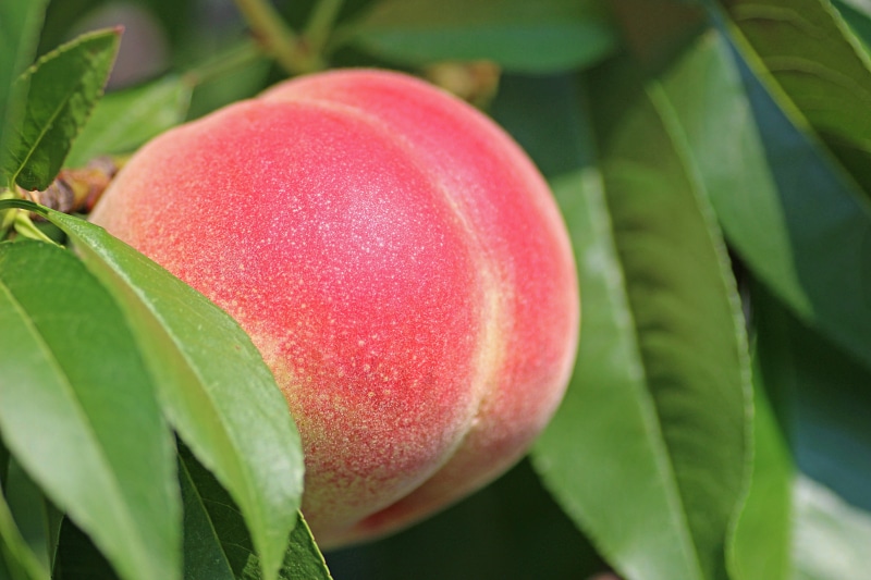 fruiot, food and drink, agriculture, peach, pink color, outdoors, fukushima prefecture, 5K, healthy eating, momo, beauty in nature, closeup, green color