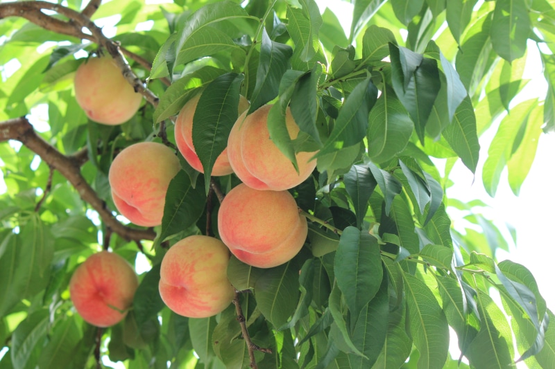 nature, ripe, growth, peach, fukushima, plant, fruit, yellow, fruit tree, close-up, green color, wellbeing, freshness, agriculture, plant part, pink, summer