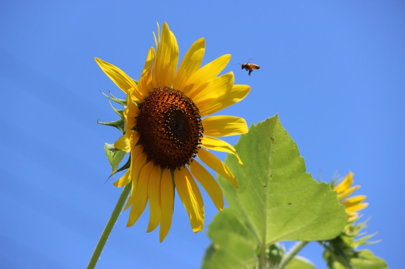 vulnerability, outdoors, freshness, sepal, beauty in nature, sunflower, close-up, no people, petal, plant, blue sky, inflorescence, flowering plant, flower head