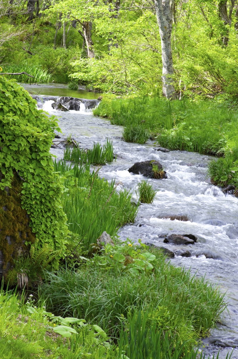 tree, summer, motion, stream - flowing water, tranquil scene, valley, no people, flow, torrent, outdoors, plant, green color, beauty in nature, 5K, tranquility