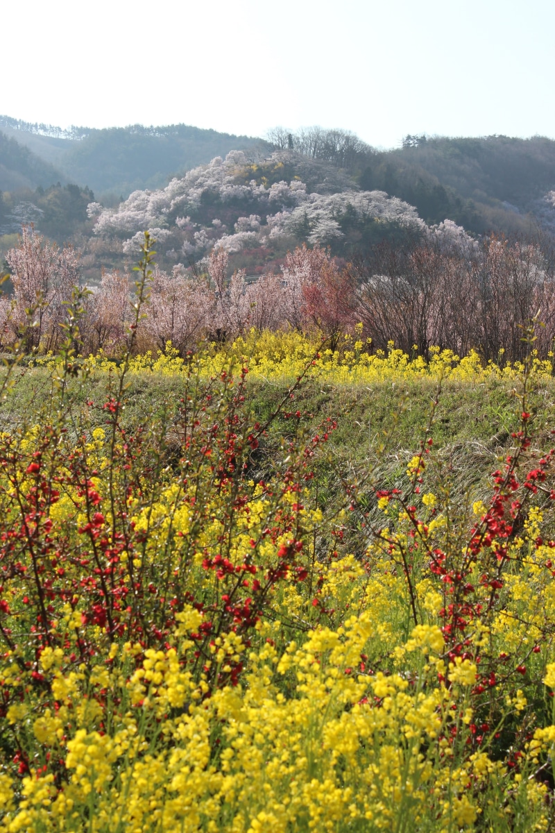 5K, beauty in nature, watari, day, cherry blossom viewing mountains, no people, plantation, flowering plant, environment, fukushima, mountain, landscape