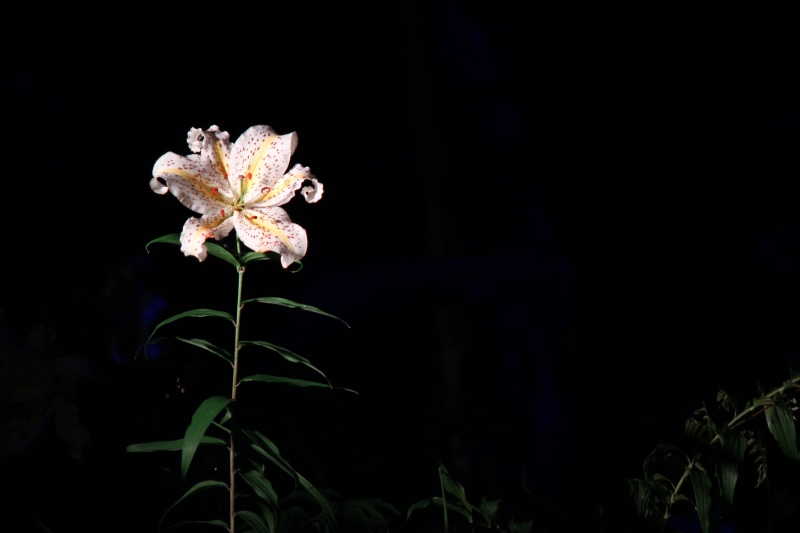 night, nature, flower head, freshness, yamayuri, black background, close-up, pollen, vulnerability, outdoors, plant, flowering plant, petal, lily, fukushima