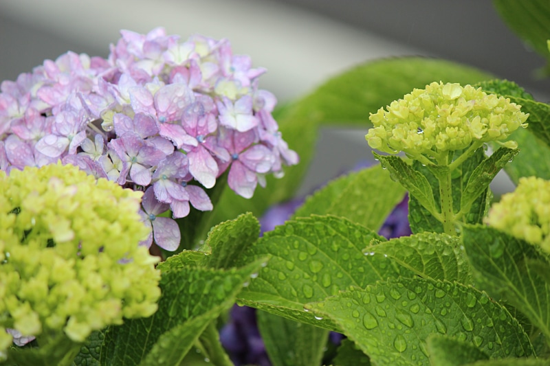 freshness, lilac, fragility, plant, green color, no people, purple, day, leaf, flower head, drop of water, 5K, bunch of flowers, outdoors, Hydrangea, flowering plant