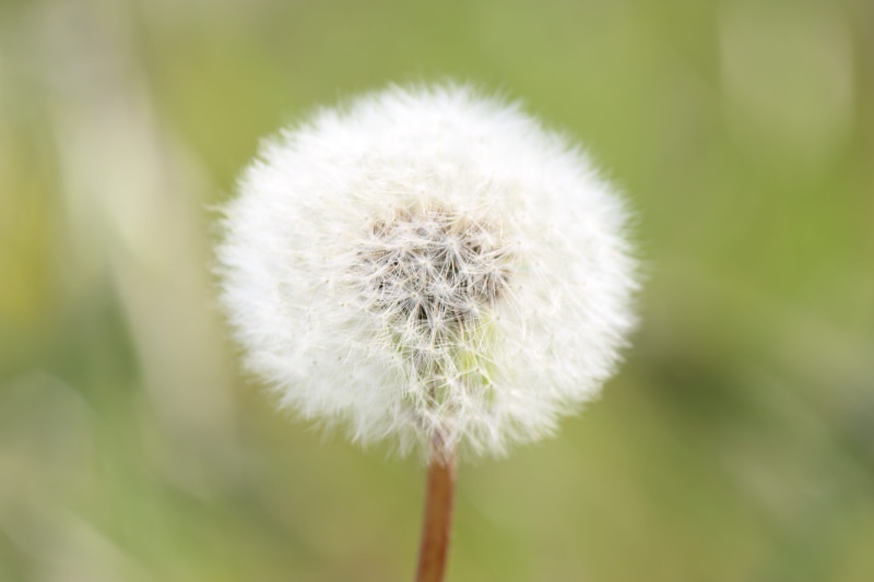 white color, nature, freshness, softness, beauty in nature, Fukushima, White, flowering plant, close-up, fragility, growth, plant stem, dandelion seed