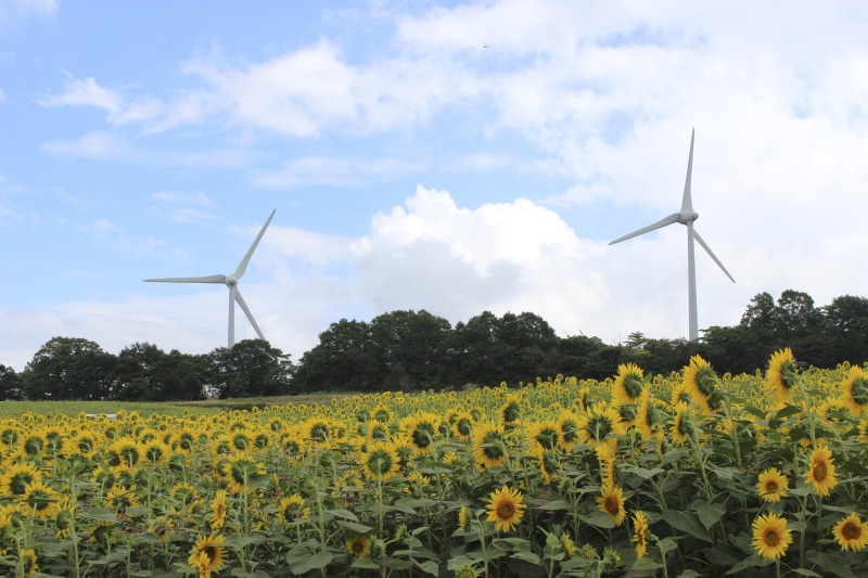 wind power, landscape, fuel and power generation, environment, land, plant, turbine, renewable energy, sustainable resources, sky, rural scene, flowering plant