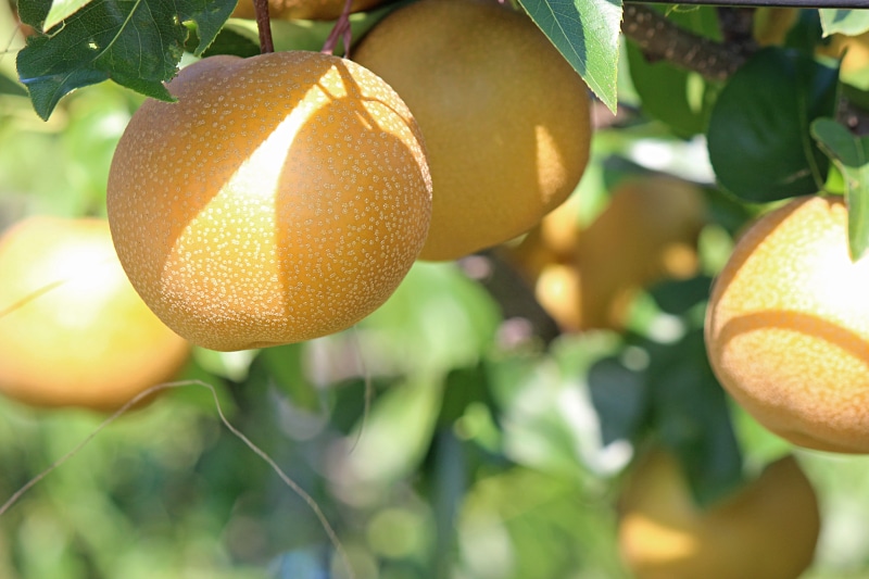 5K, plant, no, ripe, outdoors, happy water, agriculture, freshness, close-up, food, none, fruit, plant part, wellbeing, fukushima prefecture, orange, pear