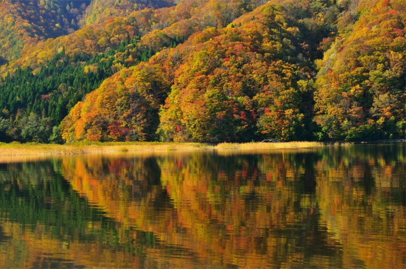 reflection, Japan, lake Akimoto, autumn, shore, trees, 1080P, Fukushima