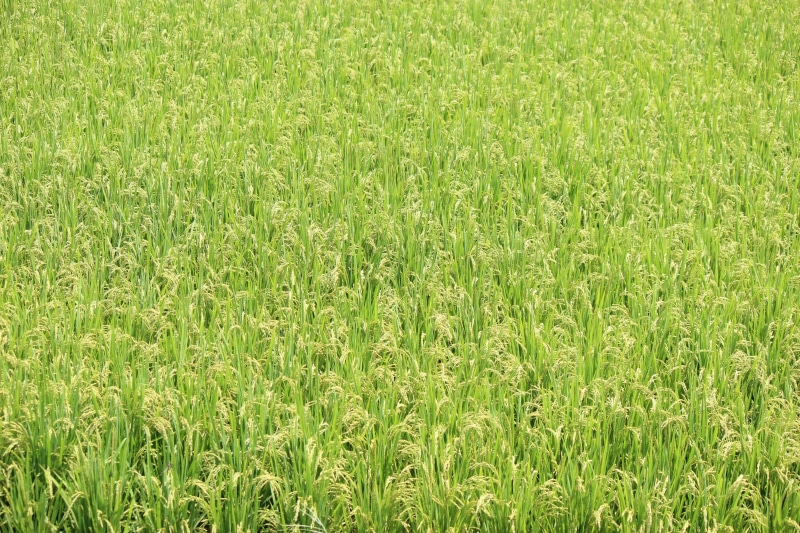 day, beauty in nature, Rice Fields, backgrounds, no people, field, tranquility, crop, sport, rural Scene, full frame, yamadas rice fields, environment