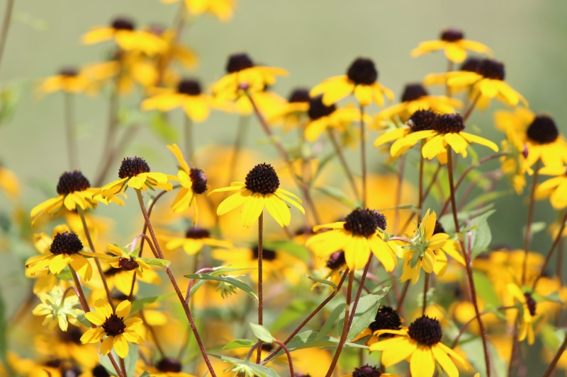 summer, beauty In Nature, flower head, selective focus, petal, coneflower, flower, green Color, plant, outdoors, fragility, wildflower, pollen, oilseed rape