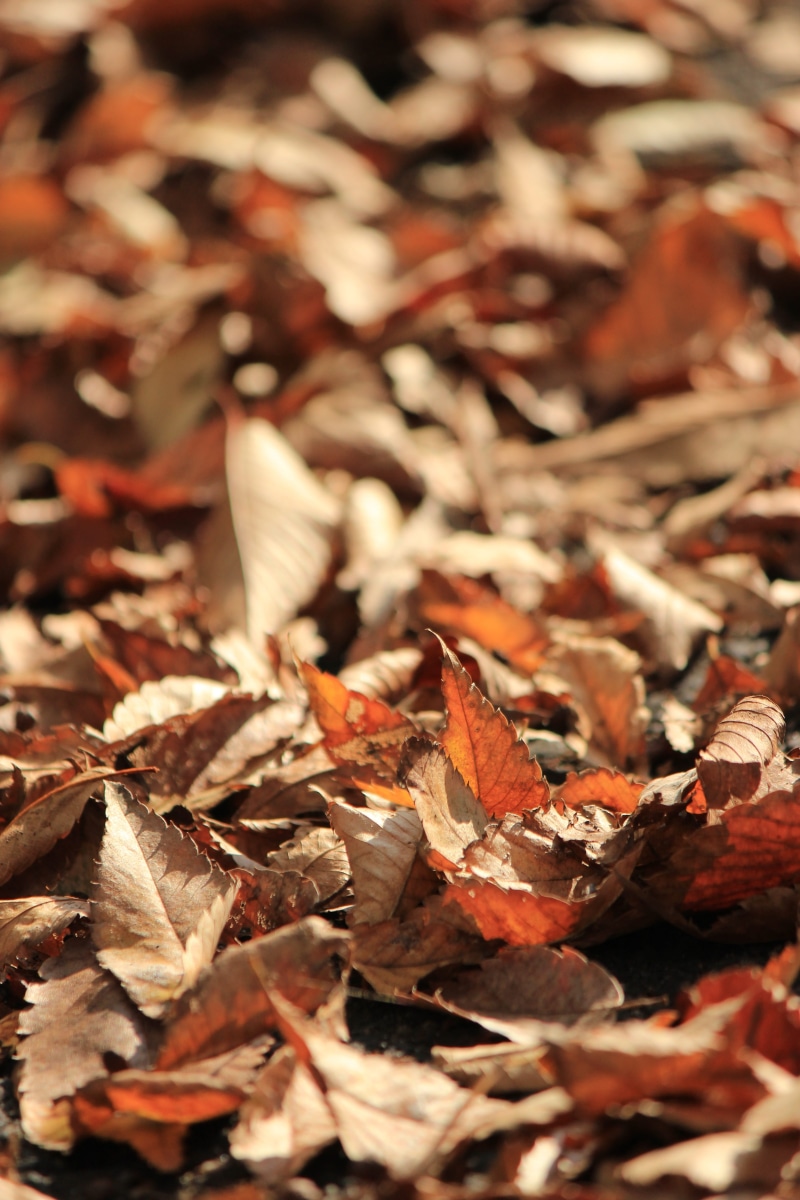 plant part, vulnerability, Fallen Leaves, outdoors, Fukushima, early winter, beauty in nature, maple leaf, fall, autumn collection, falling, field, surface level