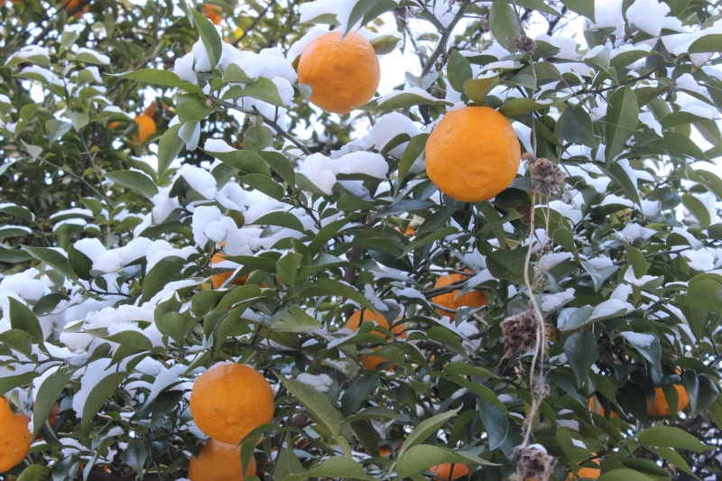 tree, outdoors, 5K, fruit tree, mount shinobu, snow, food, food and drink, orange - fruit, growth, nature, orange color, orange, no people, citron, wellbeing