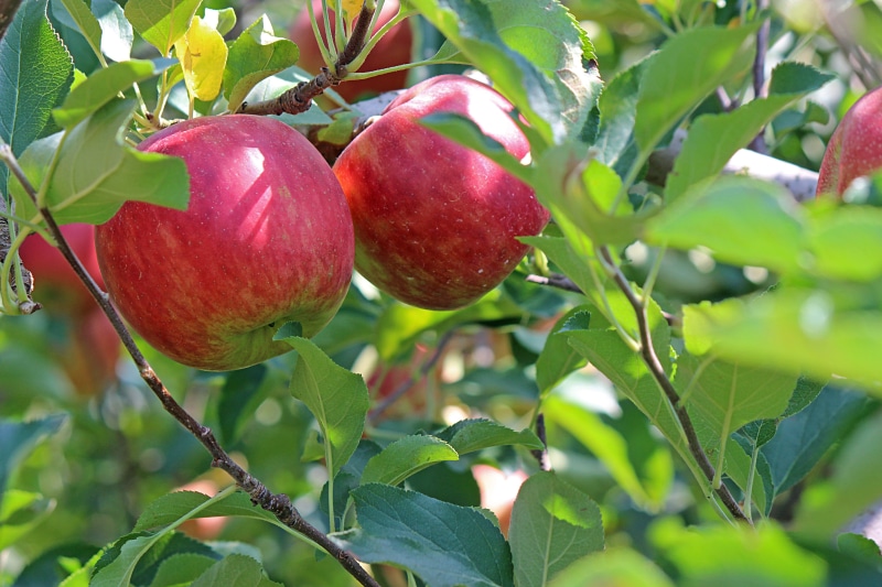 red, apple - fruit, fukushima prefecture, healthy eating, agriculture, wellbeing, leaf, of, no people, ripe, green color, tree, food and drink, plant, fukushima