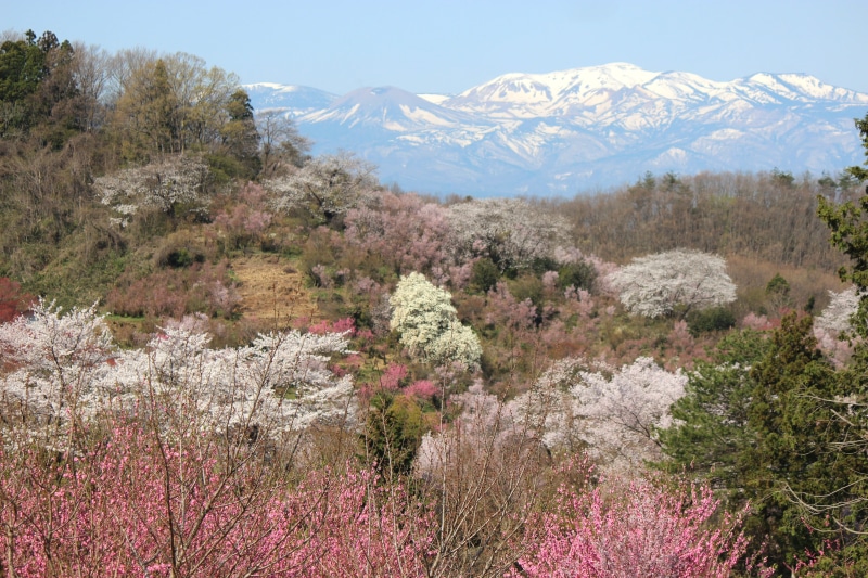 springtime, cherry, outdoors, azumayama, no people, growth, day, non-urban scene, mountain, nature, sky, mountain peak, plant, snow rabbit, landscape, flower