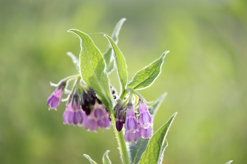 roadside flowers, beginnings, leaf, no people, close-up, growth, plant, comfrey, fukushima, day, nature, selective focus, sepal, green color, flower head