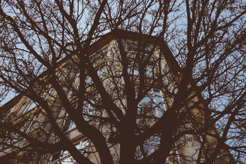 city, tree, sky, night, 4K, street, trunk, built structure, year, no people, branch, low angle view, new, light, day, sunlight, plant, blue, building