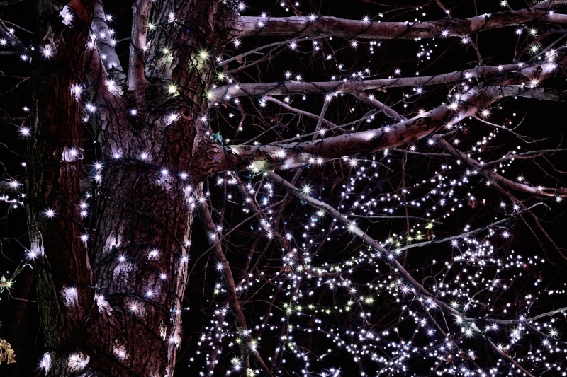 abstract, holiday, plant, Christmas, glowing, garland, pattern, outdoors, close-up, new year, complexity, lights, backgrounds, growth, light - Natural Phenomenon