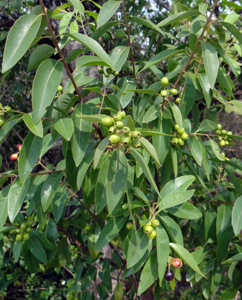 indian, berries, leaf, leaves, food and drink, branches, wilderness, nature, plant part, organic, trunk, environment, santalum, fruit, india, focus on foreground